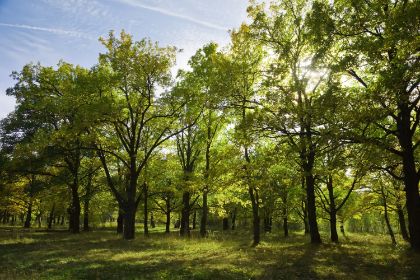 Alberi per la Pianura Veneta