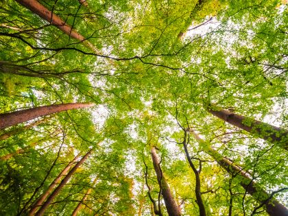Alberi per la Pianura Veneta