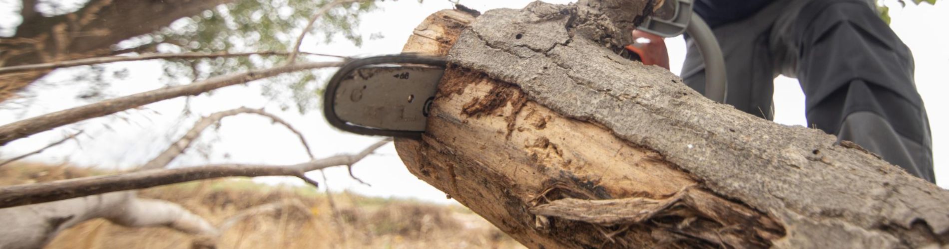 primo-piano-di-un-boscaiolo-con-una-motosega-in-una-foresta