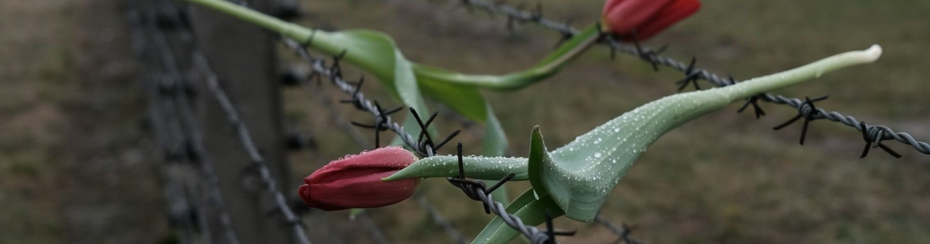 sonia-dauer-eC9SLFYg8mo-unsplash