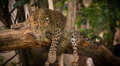 leopardo-dell-amur-in-via-di-estinzione-che-riposa-su-un-albero-nell-habitat-naturale-animali-selvatici-in-cattivita-bellissimo-felino-e-carnivoro-panthera-pardus-orientalis