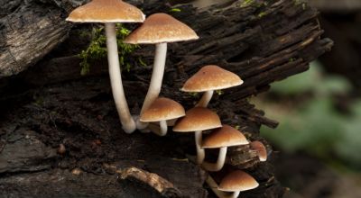 messa-fuoco-selettiva-di-una-psathyrella-piluliformis-che-cresce-su-un-tronco-d-albero-morto messa-fuoco-selettiva-di-una-psathyrella-piluliformis-che-cresce-su-un-tronco-d-albero-morto